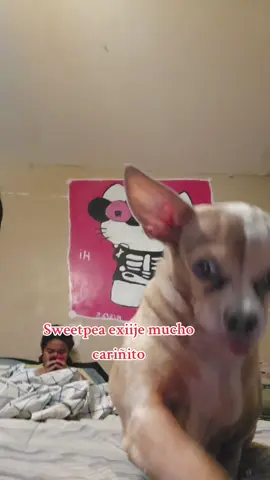 #chihuahuas #chihuahuastiktok #chihuahua #mascotas #peluditos 