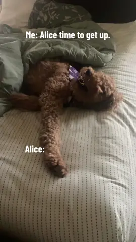 #alicemae #dog #getup #no 