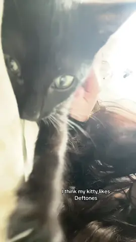 😼🖤🦇 #deftones #blackcat #fyp 