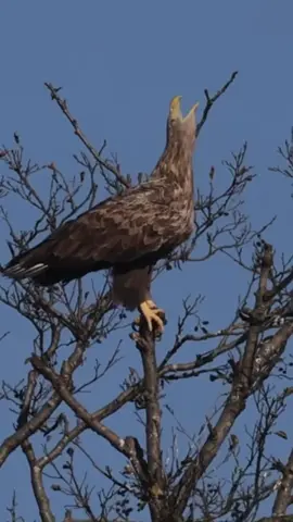 #متابعه_ولايك_واكسبلور_احبكم #نشر_أجمل_الفيديوهات_🦅_radwan_alali #radwan_alali #radwan🦅alali #رضوان 