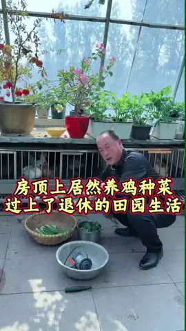 等儿女长大成人了，不用操心了，跟老伴回农村养鸡种菜的田园生活，你们想要过吗？ #快成长计划 #助农帮帮团 #房顶菜园 #房顶上养鸡种菜 