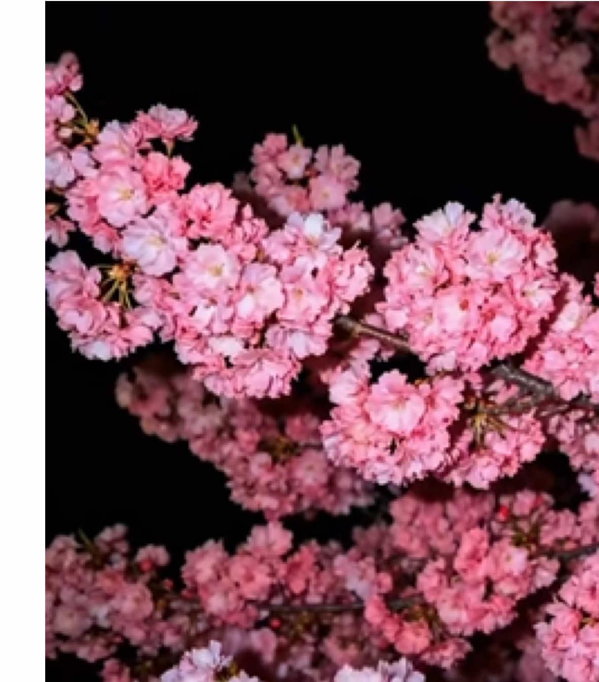 “Thế giới của tôi nhỏ lắm, nhỏ đến mức mỗi người bước vào hay ra đi, tôi đều nhớ rất rõ. Thế giới của người rộng lắm rộng đến mức bước chân tôi rời đi đã lâu rồi, người vẫn chẳng hay.”