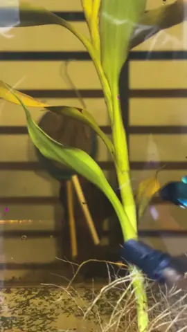 สวยจิงๆตัวนนี้ #ปลากัดเก่งศาลาแดง#เต้ปลากัด#ยาคึกปลากัด 