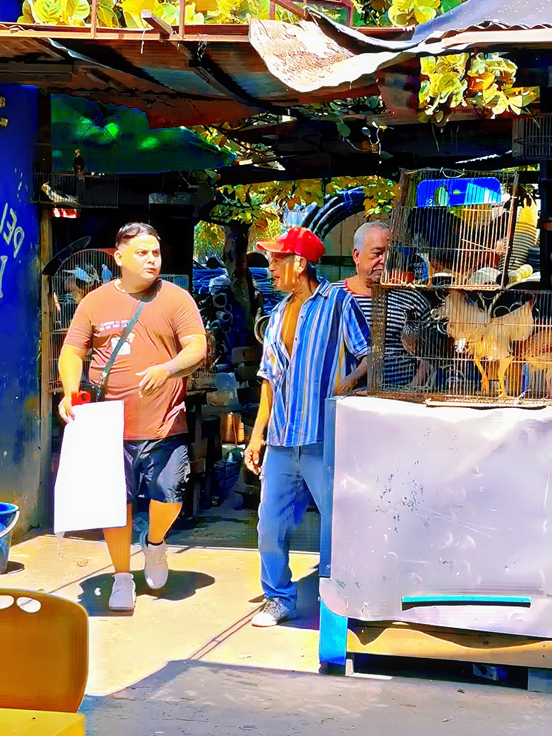 The little rooster #funny #funnyvideos #funnymoments #funnyprank #comedy