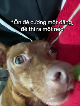 Kì#xuhuong #xybca #thigiuaki1 