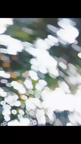 ##Tmy Vulte pari Nh##😅💔🥀🤞🏻🥀🖤ـہہـ٨ــہــ❥ــ٨ـ #tiktok #gogonsakib_01 