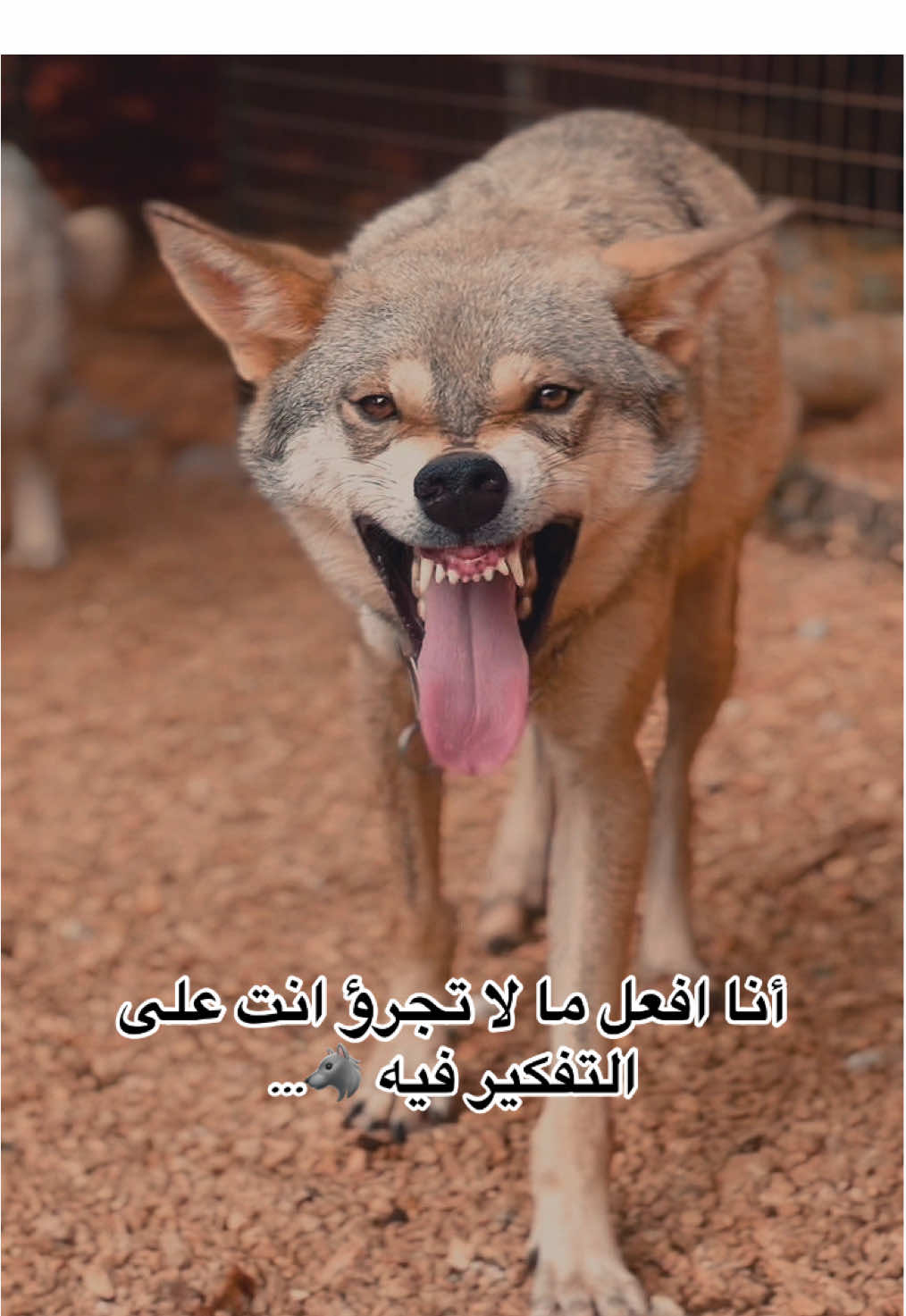 ملك الذئاب ديبو الحب 🐺❤️… . . . . . . . #wolf #wolflover #wolfdog #dog #explore 