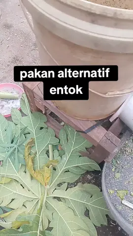 pakan alternatif entok biar tidak boncos #entokjumbo #peternakmuda #fyppppppppppppppppppppppp #viral 