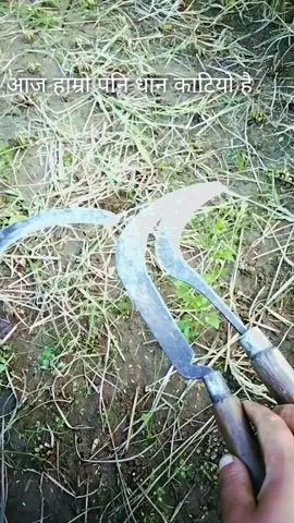 #हाम्रो पनि धान काटियो है गाइज।#@sanjhana tmg @Pprincerraz @parbati tamang 