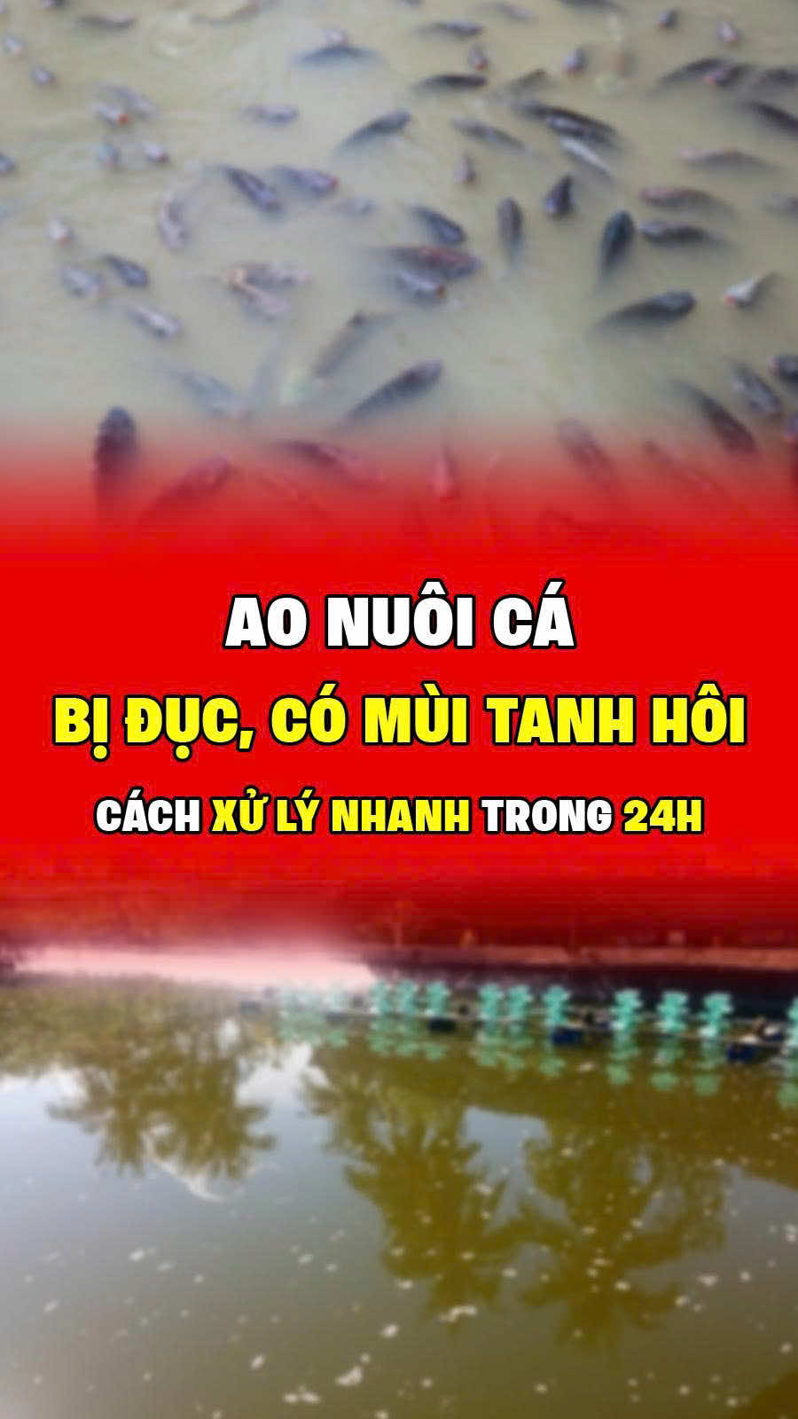 Trong 24h, xử lý nhanh ao nuôi cá bị đục, có mùi #sotaychannuoi #aonuoica #thuysan #haisan #xuhuong 