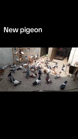 #foryou #no #deledele #foryoupage #tiktokpakistan 