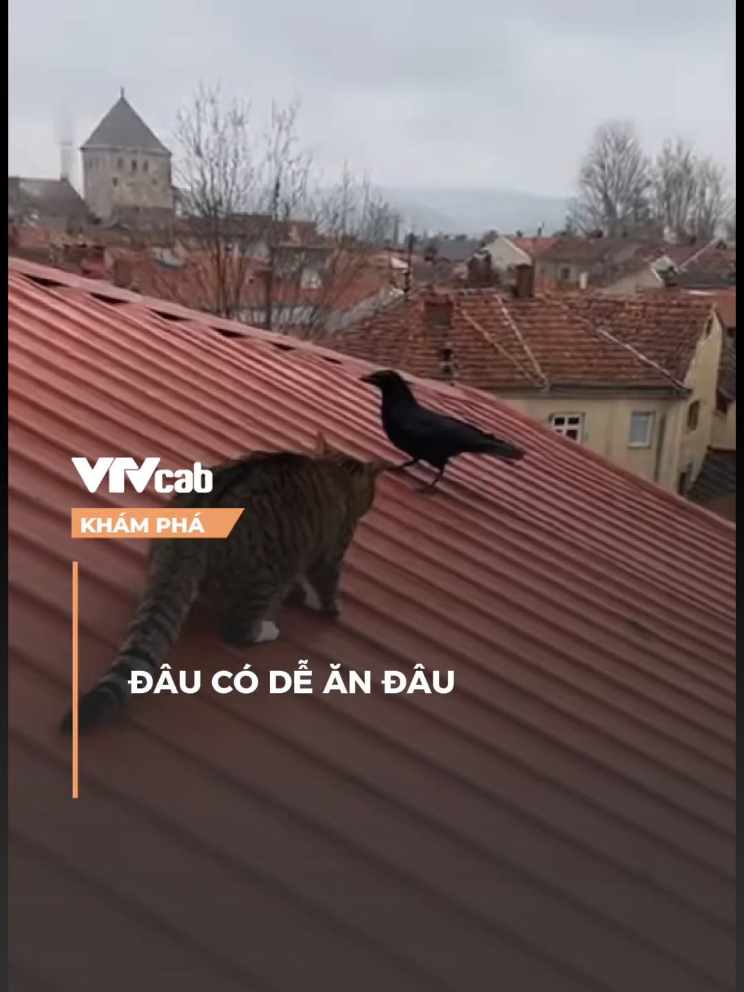 đâu có dễ ăn đâu  #khampha #vtvcabkhampha #online #SportsOnTikTok #SEAGAmes2025 #nvh #vtvcab