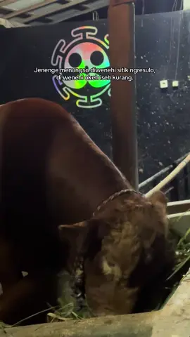 Ngene wae pon allhamdulillah 🥰🤲🏻@