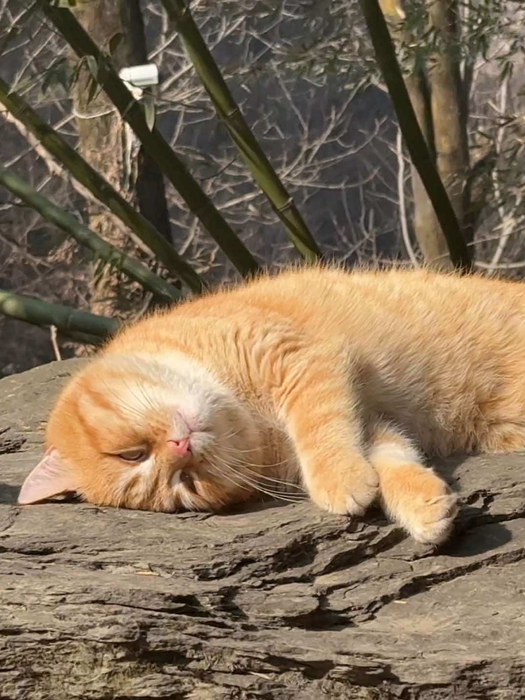 院子里 晒太阳的鸭鸭听着催眠曲睡着啦 #我镜头下的小猫 #终南山喵山居日常 #无忧无虑的小猫咪 #舒缓音乐innervation