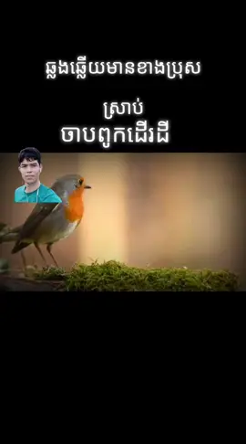 #ចាបពូកដើរដី#ខារ៉ាអូខេឆ្លងឆ្លើយមានខាងប្រុសស្រាប់ 