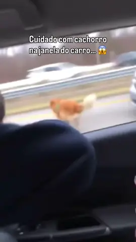 #foryoupage #viral #tiktok #cachorro #foryou 