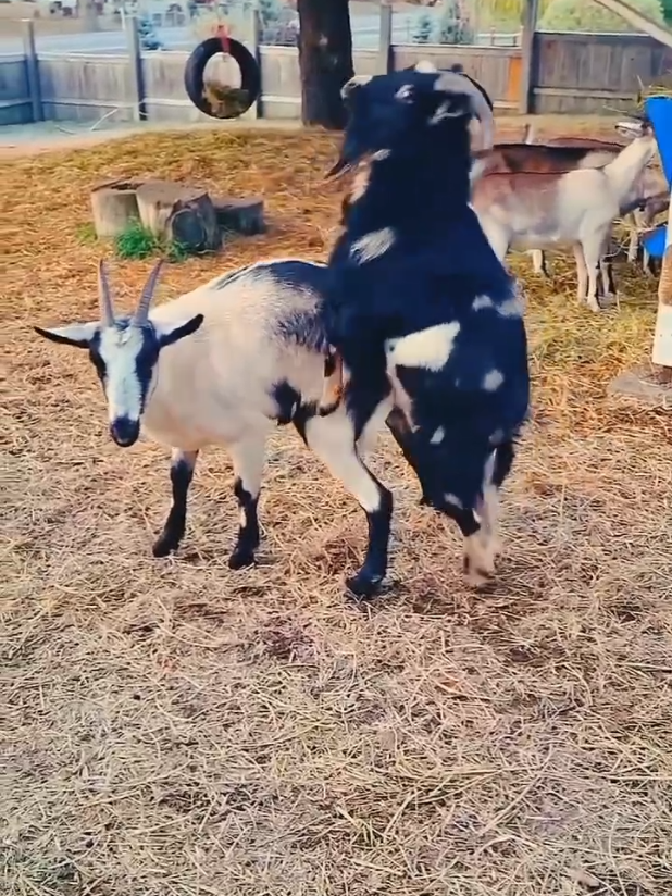 goat 🐐#meeting#American  #DeerCapture #JungleVibes #WildlifeBeauty   UnitedStates  Animals  USNature  America  WildlifeTok     