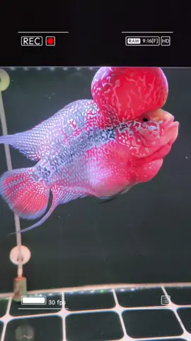 Klangenan #louhan #flowerhorn #superreddragon #ikanhias 