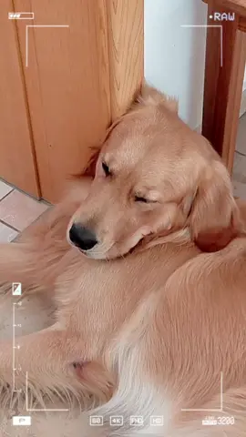 #goldenretriever #dogsvideo #fyp #lovedogs 