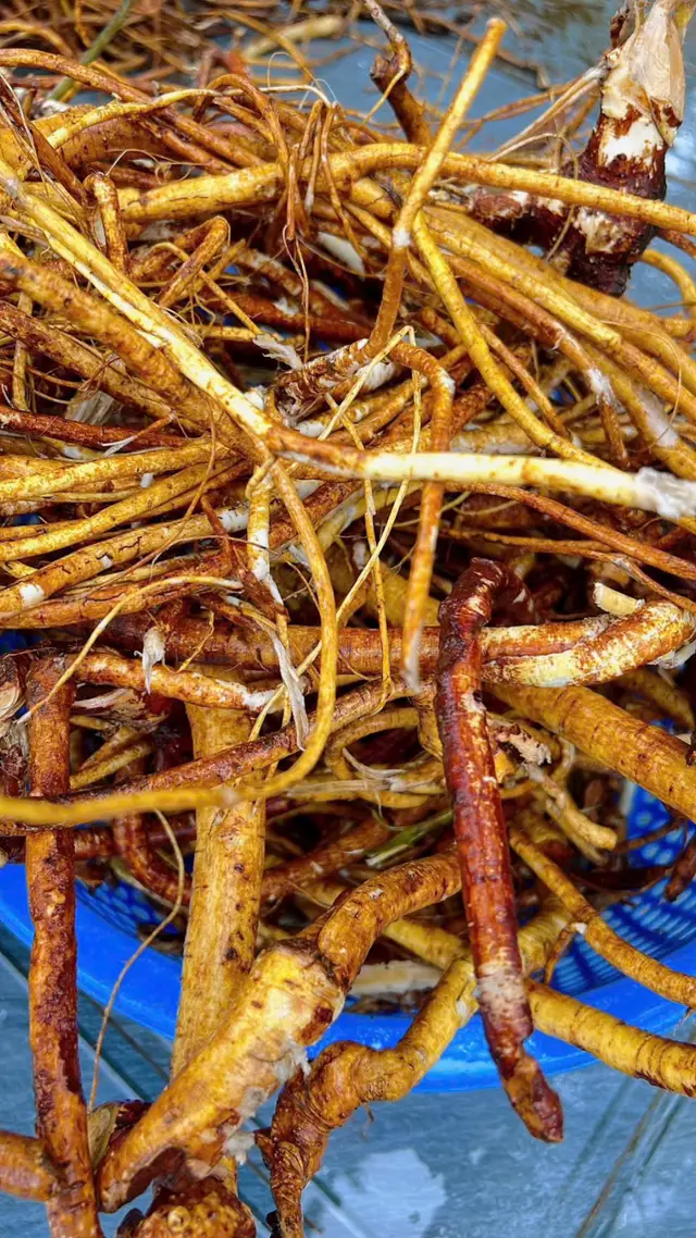 Rễ Hoàng Kỳ Nam  🌼Theo các tài liệu cổ rễ hoàng kỳ nam có những côn.g dun.g: ✔Người bị l.iệt dư.ơng, yế.uuu sin.h lý ✔Người thường xuyên mắc chứng di tin.h, mộn.gtin.h .xuấ.tttt sớm. ✔Người bị đa.ulưng mỏi gố.i do thậ.nnyếu ✔Người bị phù thũng, bí tiể.u ✔Người bị táo bó.nn, khó tiê.u