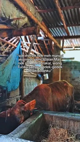 nek mung modal nakal, ibuku ngasi judeg nyawang aku mas🤣#juragansapi33 #peternakmuda #peternaksapiindonesia#bismilahfyp #fypselalu