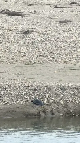 कछुवा🐢#chitwan_muser #beautifulnepal #thejunglelady #visitchitwan #chitwannationlpark 