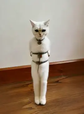 #kungfu #cat #ketimlaigiacmo 