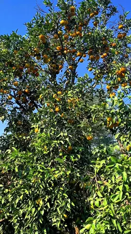 انشاءاللہ 16 نومبر سے کینو سٹارٹ کررہے ہیں  #foryou #citrusorchard #exportquality #kinoo 