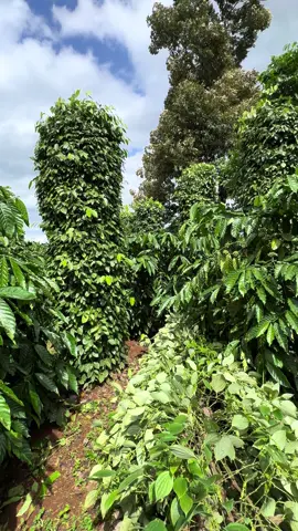 Cơn mưa ngang qua🥲