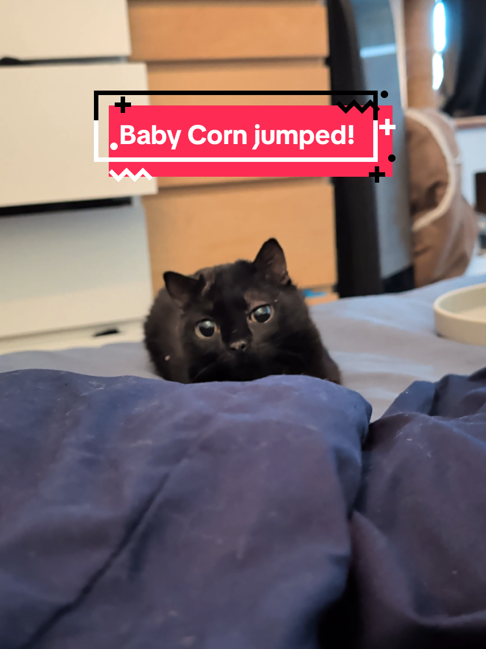 He just wanted cuddles. #babycorncat #wobblycat #cerebellarhypoplasia #dwarfcat #cat 