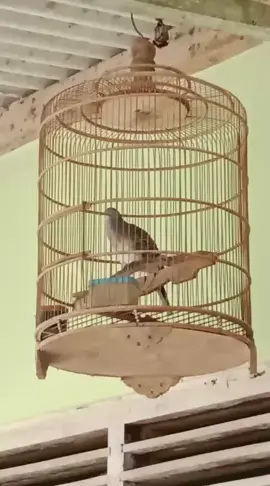 #perkututlokal #semuaorang #burungperkututindonesia #tekukurwarnaindonesia 