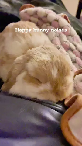 Happy and vocal bunny rabbit #rabbit #bunny #cute #rabbitsoftiktok #pet 