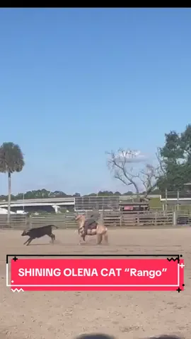 SHINING OLENA CAT “Rango” (2021 model Stallion) #barjperformancehorses #palamino #stallion #heelhorsesoftiktok 