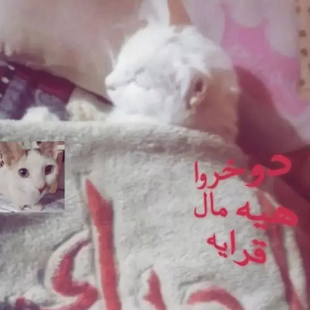 دوخروا هيه مال قراية #اكسبلورexplore #قراية 