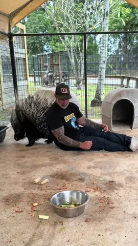 That Was Close Call.. she is so cute ❤️ Aren’t her quills beautiful? Come visit book a safari tour now at AnimalEDventures.com 