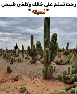 حصل وصارت #fyp #viral #meme 