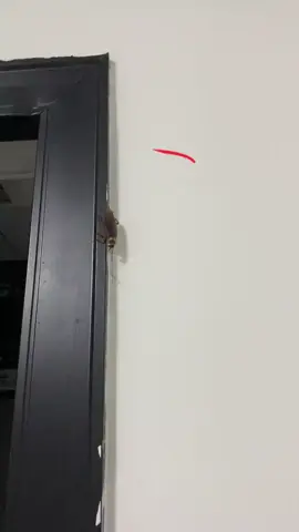 It's a must-have for every household cockroach killer #CockroachBait #Getridofcockroaches #HouseholdEssentials #Essentialforlife #Goodthingstorecommend  