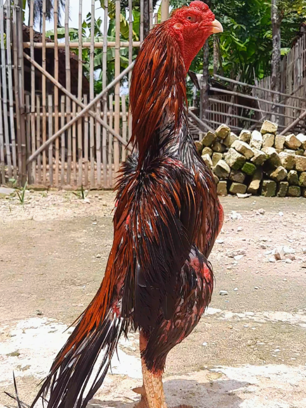 jenis apa yo? 🥶 #fyp #tutorial #peternakan 