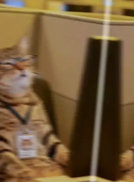 Ma jira qof ad saxib tihi on dynta laga qadi karin😂 love srr