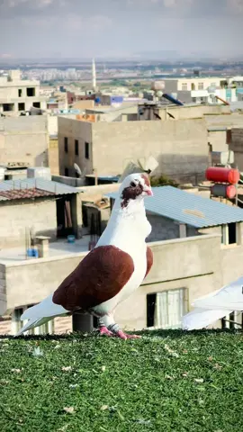 #maşallah🧿 #postagüvercini #keşfet #keşfetteyizzz #şanlıurfa 