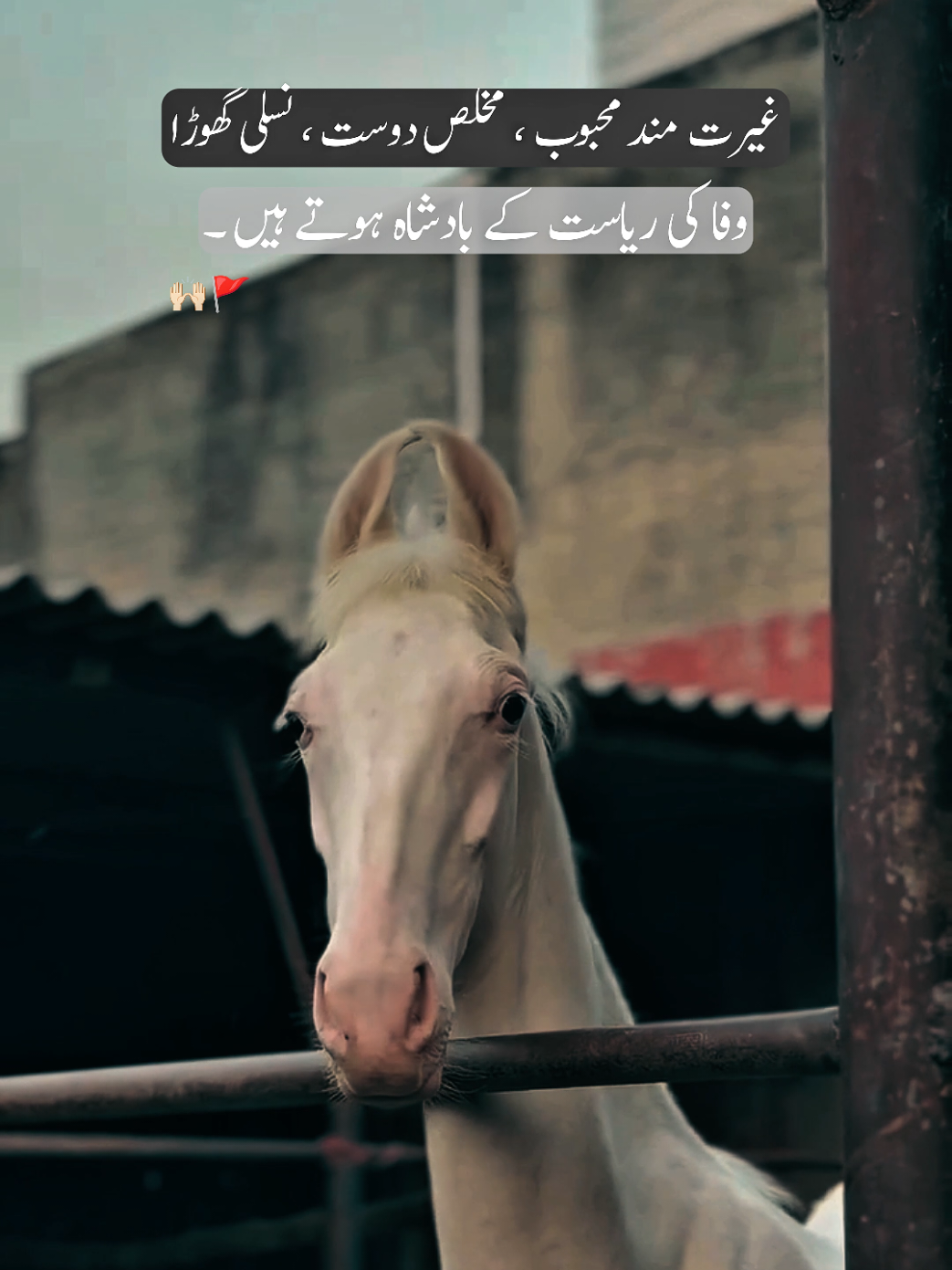 Bilkul 🚩💯🙌🏻 #horse #fyp #trendingpoetry #viralpoetry #statusvideo 
