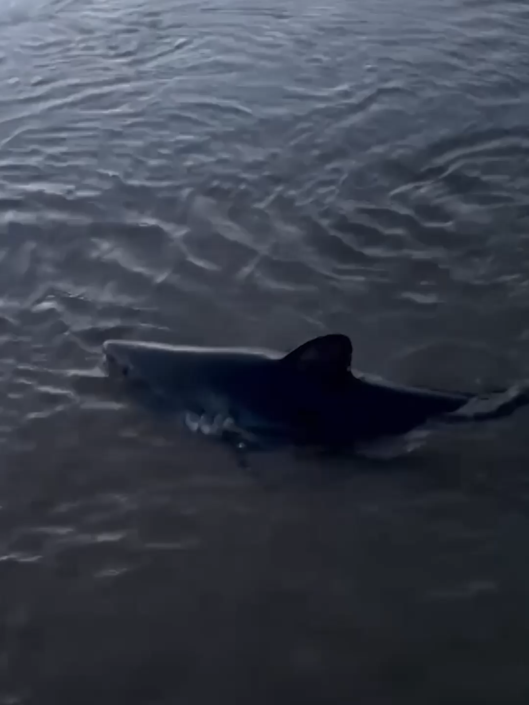 A woman out walking her dogs came upon a stranded baby salmon shark on an Oregon beach. She bravely picked the animal up and carried it back to the ocean, where she said it swam away.#abcnews #news
