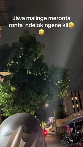 Oles pipi make bedak tabur, Kalau udah sepii mari meluncuurrrr😊😊😊#mangga #manggamuda #buahmangga#fyppppppppppppppppppppppp 