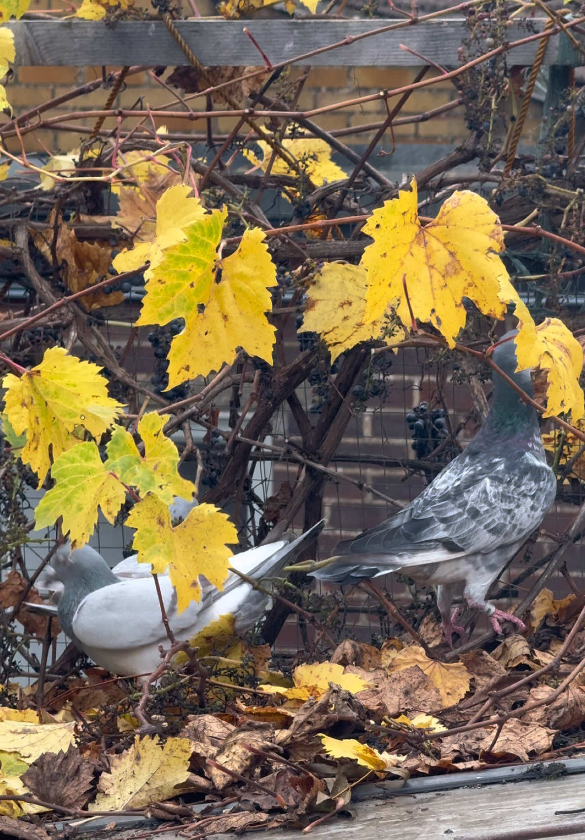 Winter's around the corner 🥶  #racingpigeons #pigeonlovers #fancier #pigeon #kalapatids 