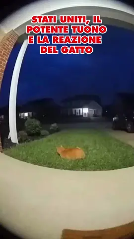 🐈 Un gatto particolarmente sensibile ai tuoni 😅♥️ 📹 Instagram | @eltiempoes