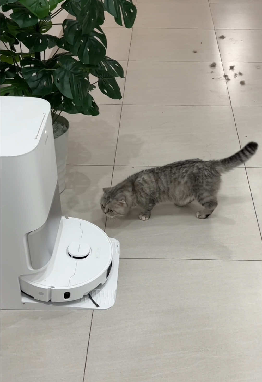 Nếu đã muốn mua robot lau hút bụi thì em khuyên anh chị nên mua Dreame, đầu tư một lần mà bền, sạch anh chị ơi, đừng như bà dà em Chim 🥲 #contenchim #chimchuotlameo #chimchuotcunlameo #DreameVietnam #DreameL10sUltraGen3