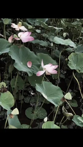 Học cách buông bỏ #hoa #hoasen #fyp 