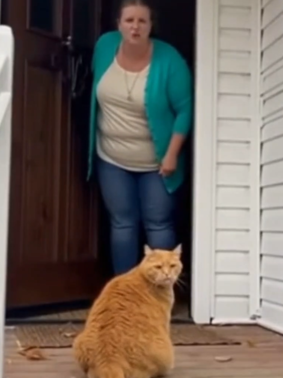 Katze kriegt keine Knabbersticks 😾 #cat #funny #sora #ai #fyp 