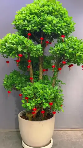 Quả cầu nhung treo Tết- Lồng đèn nhung trang trí , decor nhà cửa,treo cây mai, cây đào, cây quất #quacaunhung #caunhungtreotet #longdennhung #daytreotrangtritet #lientreotet 