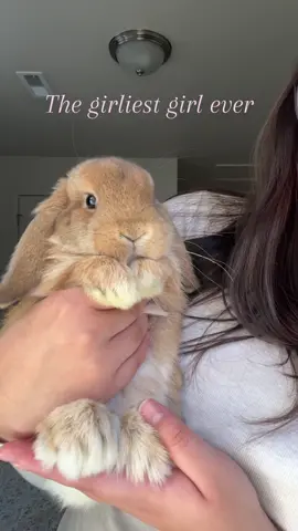I love her 🥹🩷 #bunny #hollandlop #cuteanimals #fyppppppppppppppppppppppp   #cutiepatotie 